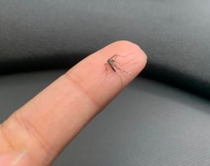 Combate ao mosquito Aedes Aegypti no Bairro Santa Isabel em Penedo