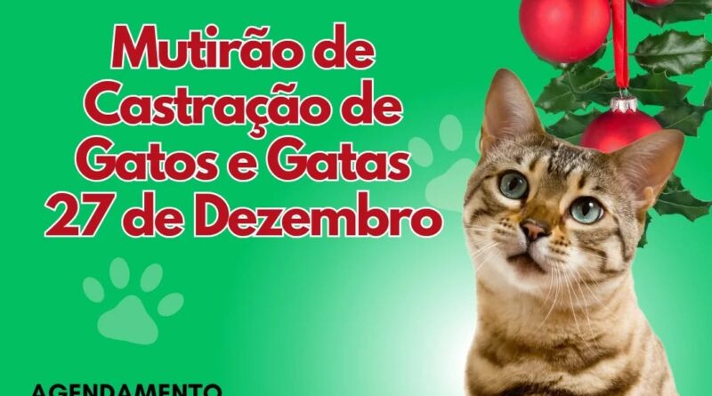 Mutirão de Castração de Gatos